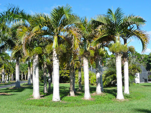 Palm Varietals